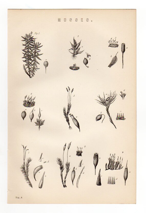Mosses Plants Drawing