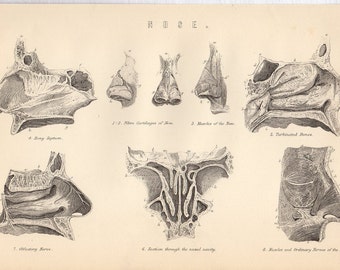 1890s Human Anatomy Print, NOSE, nasal bones nerves cartilage muscles