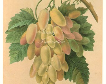 Large Grapes Fruit & Leaves Redoute Botanical Lithograph Illustration vintage food chart fruits kitchen decor