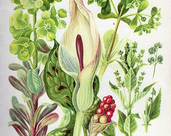 Vintage Botanical Print LORDS-AND-LADIES Wood Spurge 63 Antique Flower print vintage botanical, bookplate art - plants flowers wall print