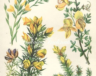 Vintage Botanical Print Antique FLOWERS, plant print botanical print, bookplate 19 art print, yellow plants plant wall
