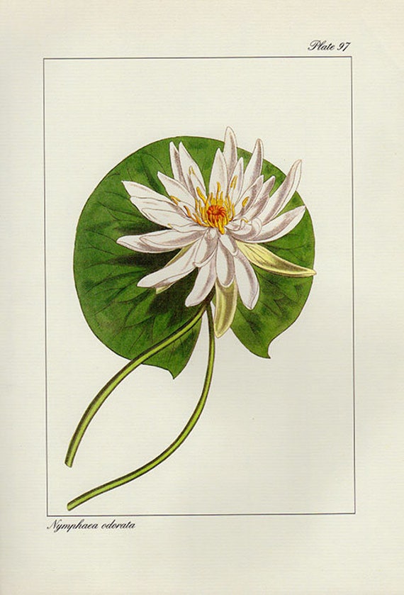 Vintage Botanical Print Antique Nymphaea Odorata 97 Impresion Etsy