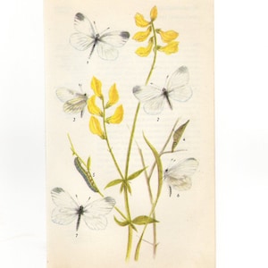 European Vintage Botanical Print 64 - Plants with Butterflies Vintage Print - Vintage Flower Print