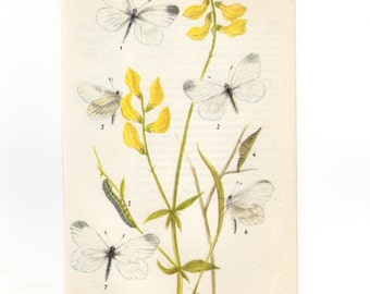 European Vintage Botanical Print 64 - Plants with Butterflies Vintage Print - Vintage Flower Print