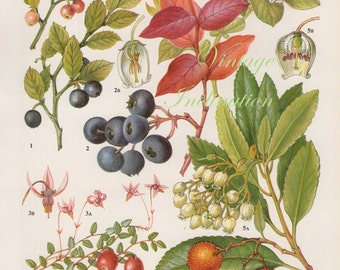 Vintage Botanical Print Antique BLUEBERRY, plant print botanical print, bookplate art print, berries fruit plants plant wall print