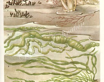 Vintage Botanical Print Antique BRITISH SEAWEED 27, plant print botanical print, bookplate art print, sea plants plant wall print wall art