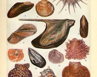 Art Print 1950, Sea Living Bivalve Shells, print