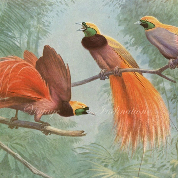 Antique Prints, 1920s  PLUME BIRDS, beautiful wall art vintage coloured magazine illustration