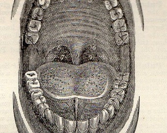 THE MOUTH - Antique Anatomy Print - palate - printed 1908