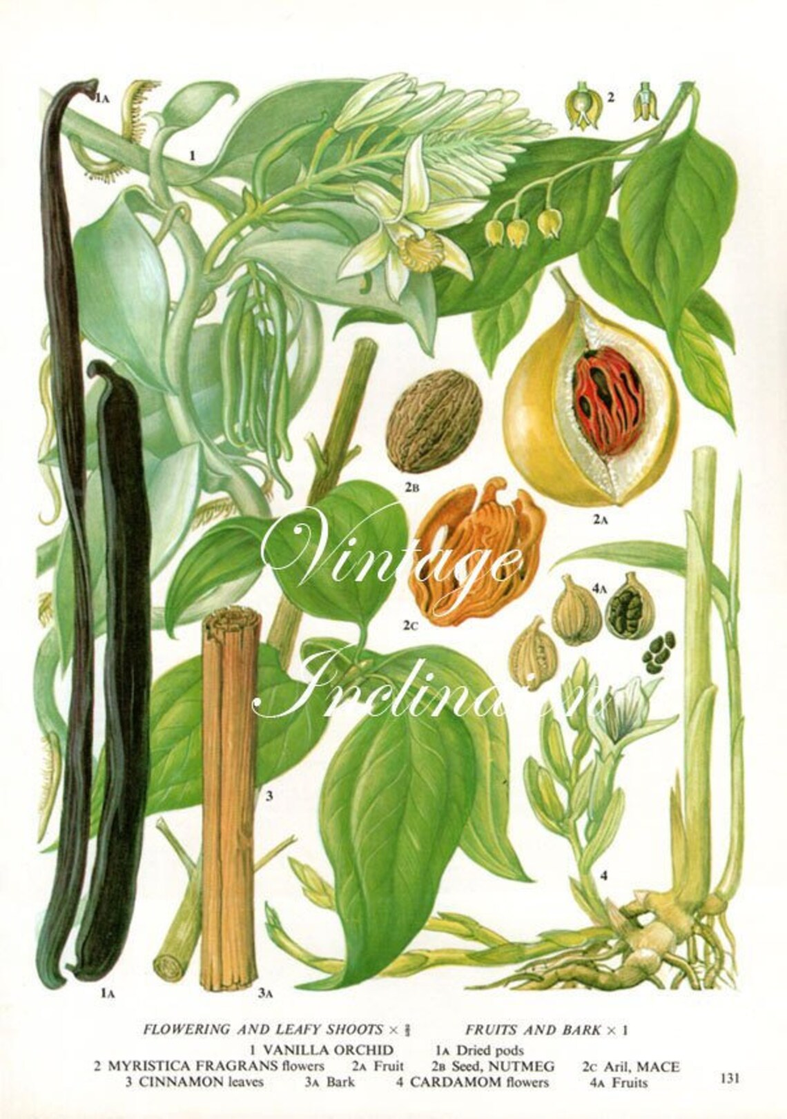 Vanilla Nutmeg Cinnamon Cardamom Mace Spices Plant Flowers Etsy