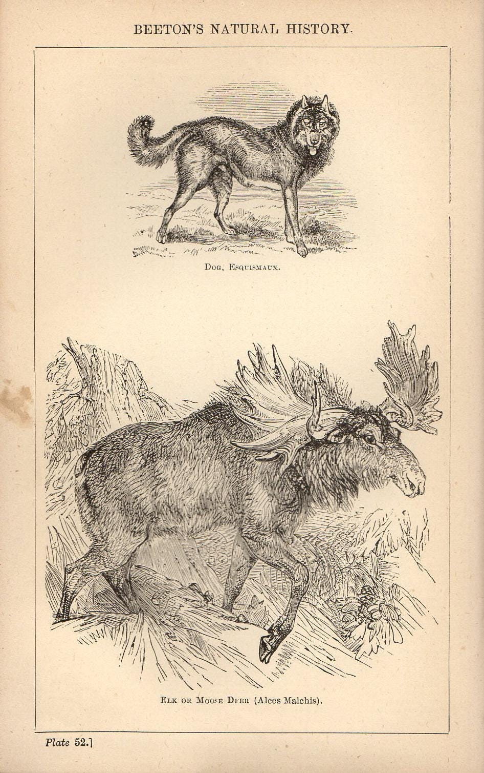 Antique Print, Elk or Moose Deer Chart 1871 beautiful wall art vintage b/w engraving illustration animals