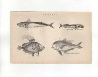 1888 MACKEREL FISH - Dory Remora Engraving Print 131 Year Old Natural History Ocean Sea Fishing Print