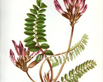 Vintage Botanical Print Milk Vetch Antique Flower print vintage botanical Flowers, flowers bookplate art print - flowers flower wall print
