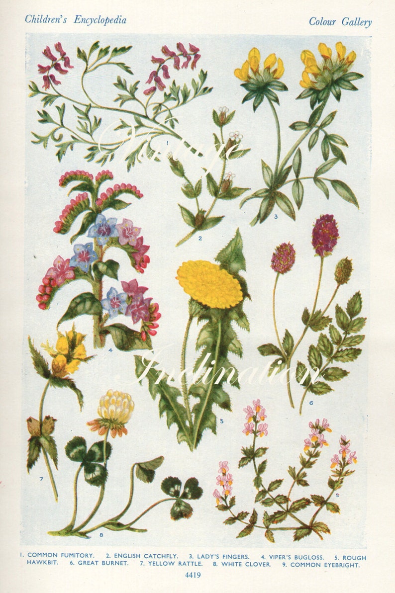 Vintage Antique 1930s Flowers botanical bookplate original Etsy