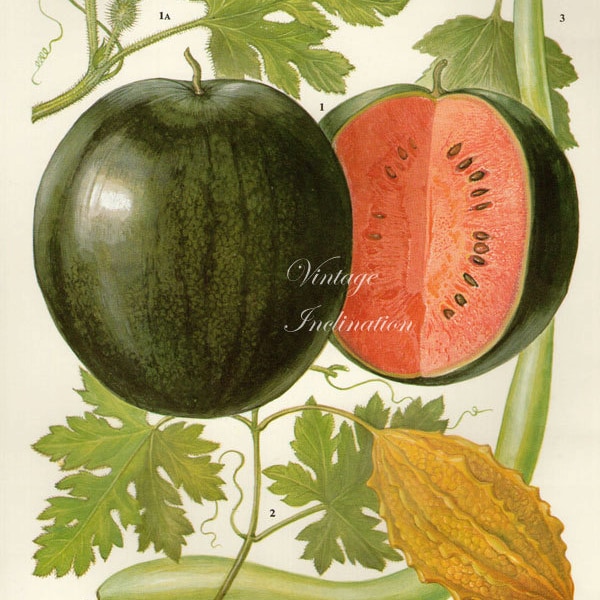 Vintage Botanical Print Antique WATER MELONS, plant print botanical print, bookplate art print, peach fruit plants plant wall print