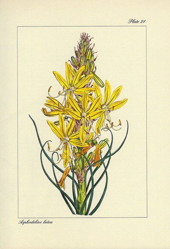 Vintage Yellow Asphodel Botanical Print Antique Flowers 21 Plant Print Botanical Lithograph Print Bookplate Wall Art Print Flower Plants - 