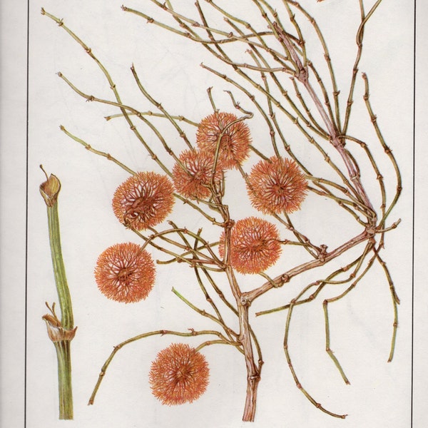 Vintage BOTANICAL Chart Print Wild Plants Herbs 154 varieties botany flower illustrations, perfect to frame