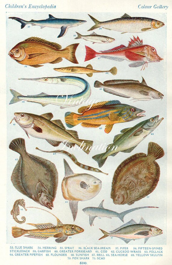 Antique Print BRITISH FISH Chart 2a 1930s beautiful wall