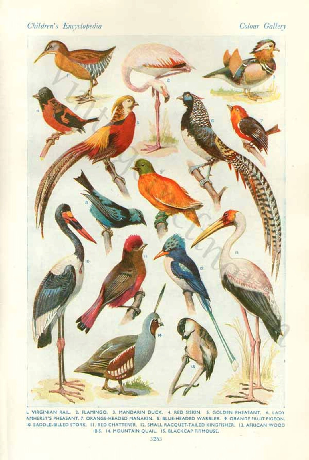 【楽ギフ_のし宛書】 Vintage Antique Birds Prints the World's Most BEAUTIFUL アート・デザイン・音楽
