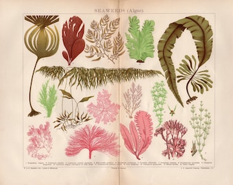 Antique 12" SEAWEED 1908 Botanical Sea Weeds Chromolithograph SeaWeed Algae print to frame art victorian color lithograph