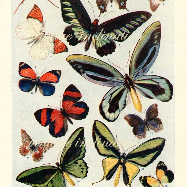 1938 Butterfly Print, PLATES 1417 1418 Vintage Antique Book Plate prints, 26 butterflies insects nature art illustrations