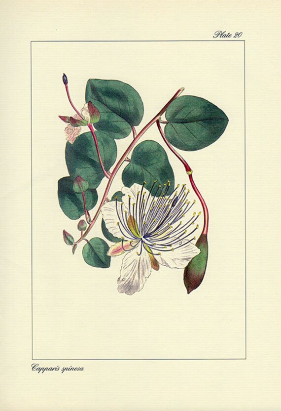 Vintage Caper Botanical Print Antique Flowers 20 Planta Verde Etsy