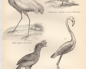 Antique Bird Print, Great Egret, Red Flamengo, Mangroves Cariama - Chart 1890 wall art vintage b/w engraving illustration birds feathers