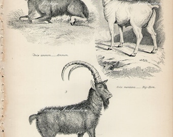 Antique Print, SHEEP and GOATS Chart 1 1890 wall art vintage b/w engraving illustration animals Australia