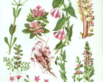 WILD FLOWERS Vintage Botanical Print Antique, pink plant print 125  botanical print, bookplate art print, herb plants plant wall print