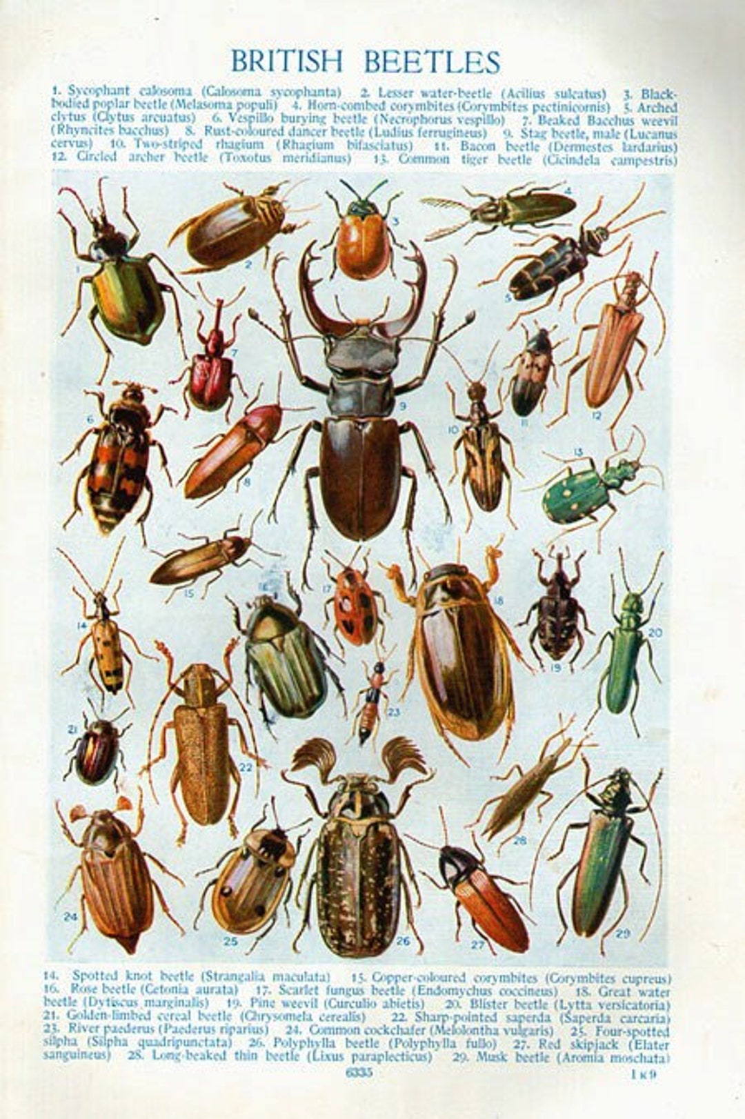 Antique Print, BEETLES INSECTS 6335 1930s Wall Art Vintage Color ...