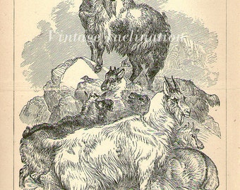 1871 ANTIQUE Goats Art Print, Engraving, animal animals 1800s print plate 64