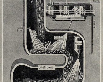 1940 Digestion Completed In The Small Bowel - Antique Human Anatomy Print