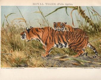 Antique Print, Royal Tiger, chart 1908 wall art vintage color chromolithograph lithograph illustration animals print