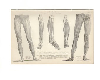 ANTIQUE ANATOMY PRINT of Leg, hip and knee 3 - printed 1890 - Engraving