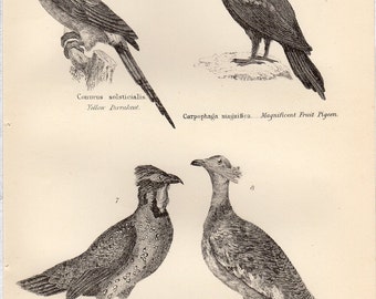 Antique Bird Print, Yellow Parakeet, Pigeon, Pheasant, Great Bustard - Chart 1890 wall art vintage b/w engraving illustration birds feathers