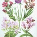 see more listings in the Botanical section