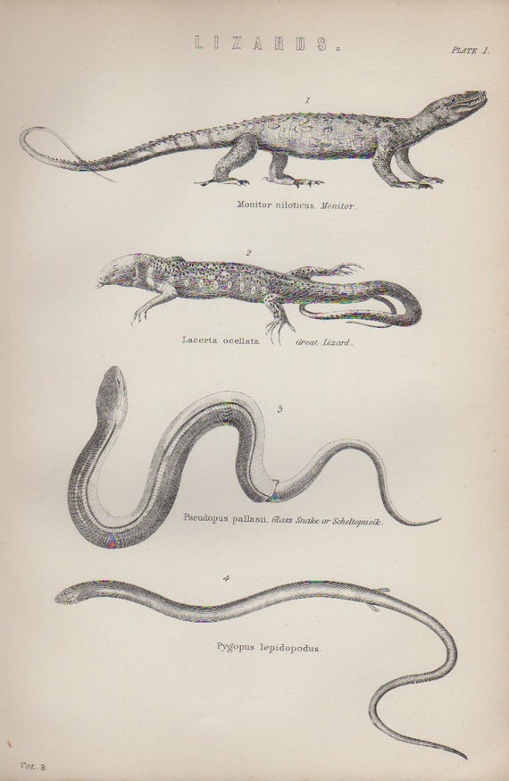  Reptile Anatomy 