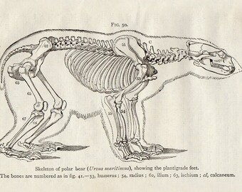 1888 POLAR BEAR Antique Miniature Animal Anatomy Print