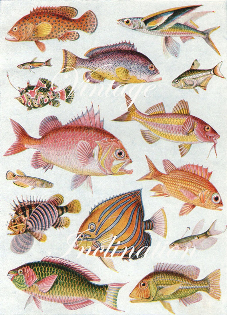 Fish Chart