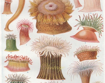 Vintage Sea Anemone Ocean Print 1920 1554, antique lithograph