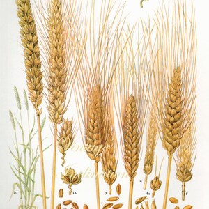 Vintage Botanical Print Antique WHEAT grains 3, plant print botanical print, bookplate art print, grasses plants plant wall