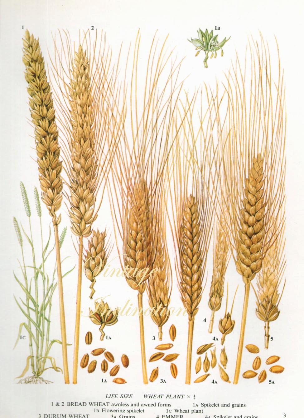 Vintage Botanical Print Antique WHEAT Grains 3 Plant Print - Etsy