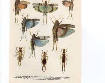 Antique Natural History Print Flying Insects 9 1950 INSECTS Woodland Forest Illustration - grasshopper flying insects Insects Art Print