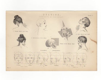 DRAWING ANATOMY - skull heads faces  Antique Anatomy Print - printed 1890 - Engraving