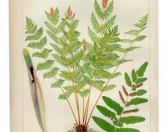 LARGE Vintage 1875 Antique Botany FERN print 12 -  Fern Species colored plate