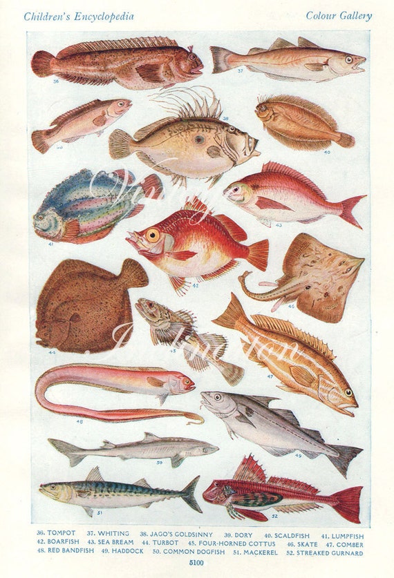 Antique Print BRITISH FISH Chart 2a 1930s beautiful wall