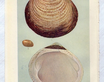 Antique Sea Shells Plate 1, antique molluscs lithograph - vintage