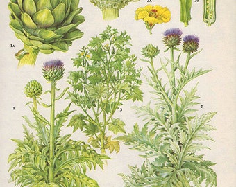 Botanical Fruits ARTICHOKE OKRA Print edible plants kitchen vintage decor wall art garden illustration 165