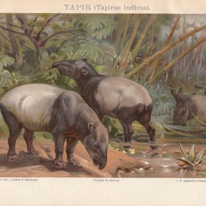 1908 Antique TAPIR Art Print, Lithograph, animal animals 1900s print plate