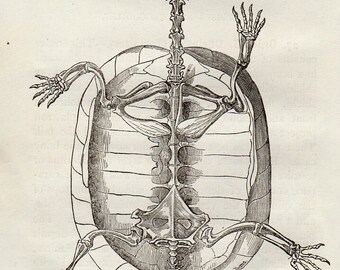 1888 TORTOISE Antique Miniature Animal Anatomy Print
